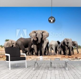 Picture of Elephant in the bushveld